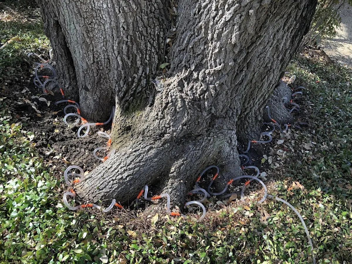 Detailed Tree Cabling and Bracing job site in Independence