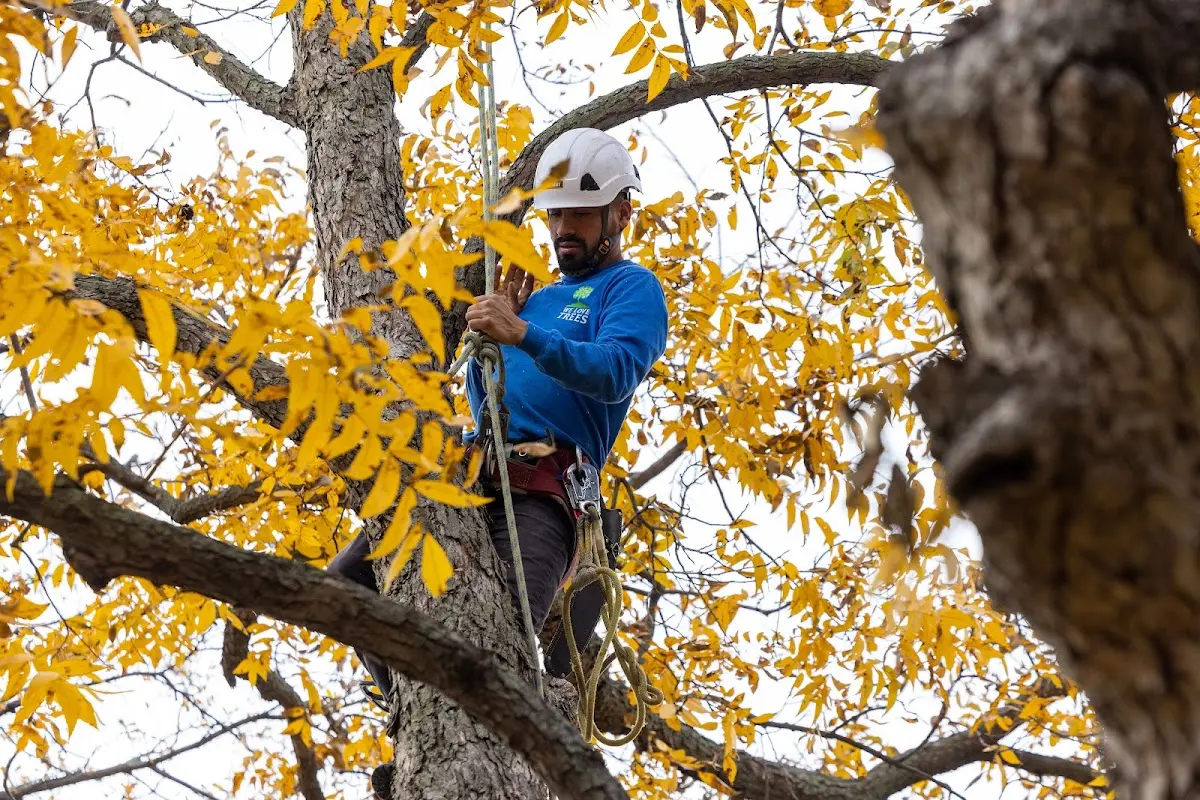 Skilled Storm Damage Cleanup crew working in Independence